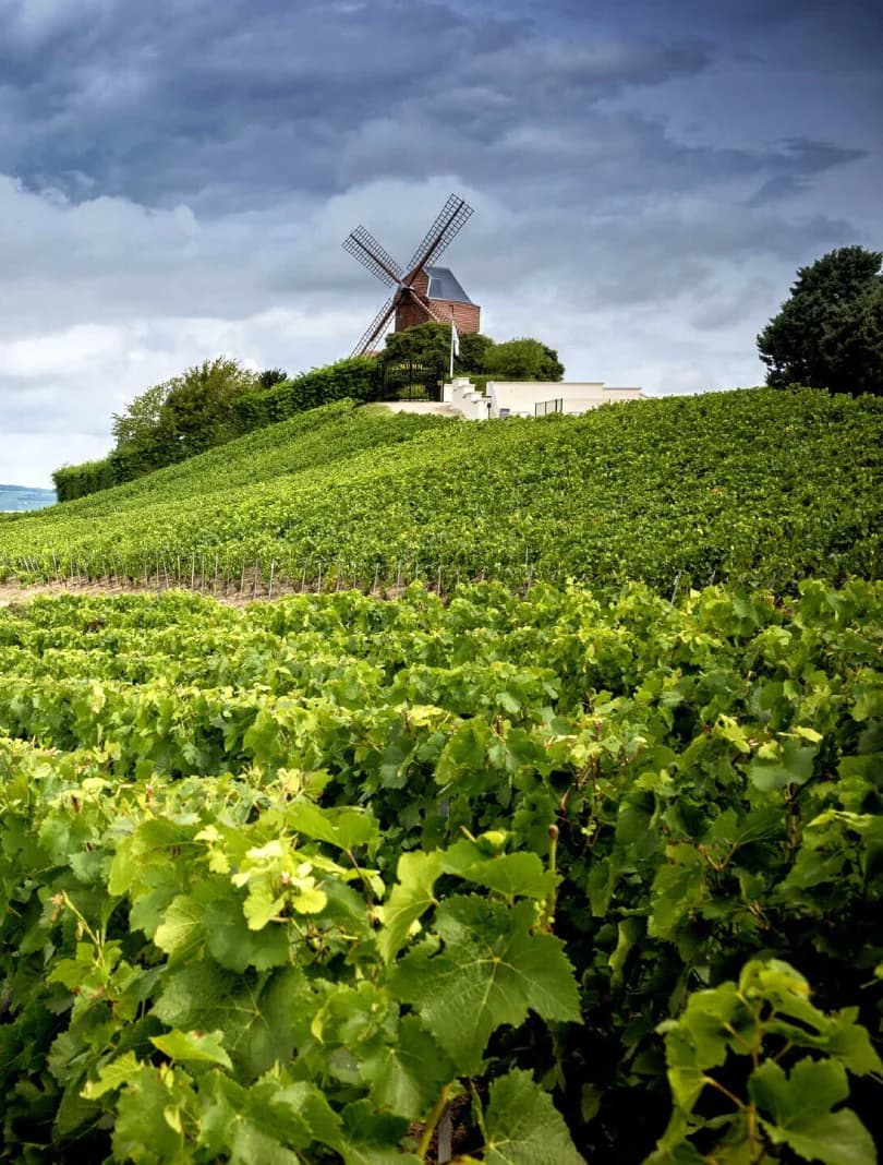 Champagne food and wine tour: sparkling wines and elegance