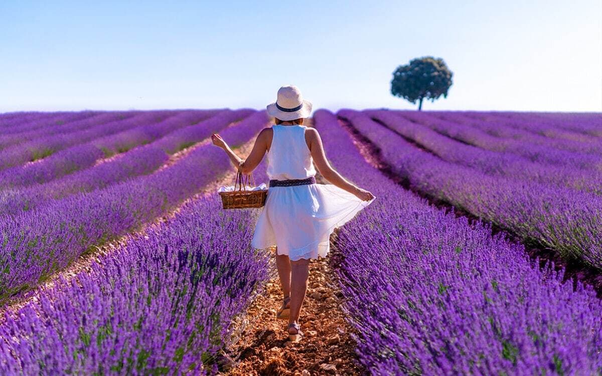 Provence wine and food tour: sunshine, lavender and rosé