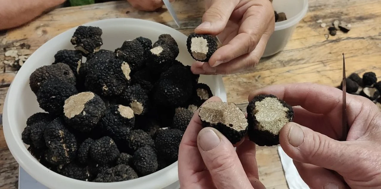 Truffes noires